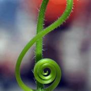gorgeous treble clef in nature